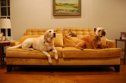 Sofa Store «Perch Furniture», reviews and photos, 923 NW 10th Ave, Portland, OR 97209, USA