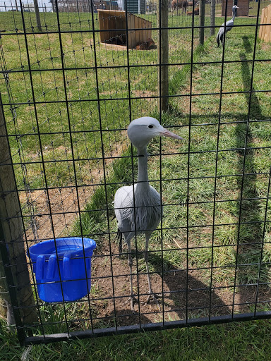 Zoo «Trowbridge Creek Zoo», reviews and photos, 50622 Co Rd 17, Vergas, MN 56587, USA