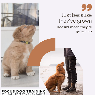 Focus Dog Training