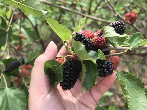 Ngoc Bich Mulberry Farm