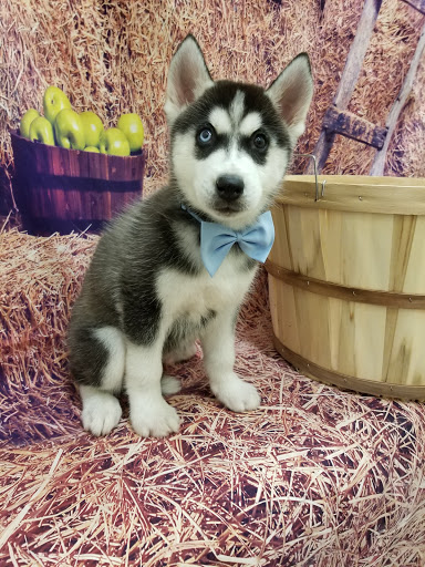 Pet Store «Happiness Is Pets», reviews and photos, 2936 Showplace Dr, Naperville, IL 60564, USA