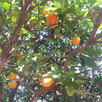 Photo n°1 de l'avis de MeroTrading. fait le 15/08/2018 à 20:22 sur le  Omu Axiu à Orroli