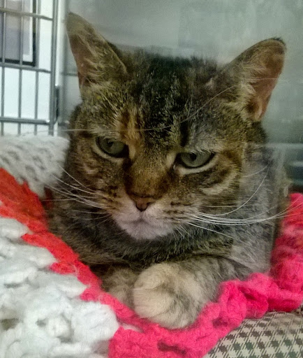 Pet Supply Store «PetSmart», reviews and photos, 70 Worcester-Providence Turnpike #240, Millbury, MA 01527, USA