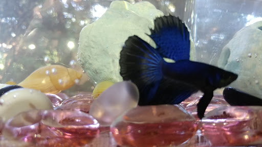 Pet Supply Store «PetSmart», reviews and photos, 7765 Airport Blvd #901, Mobile, AL 36608, USA