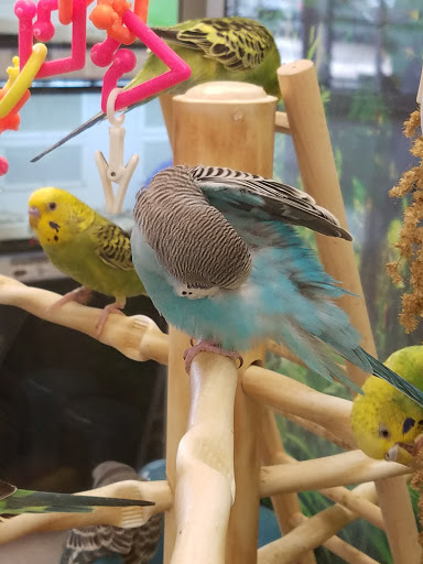 Bird shops San Antonio