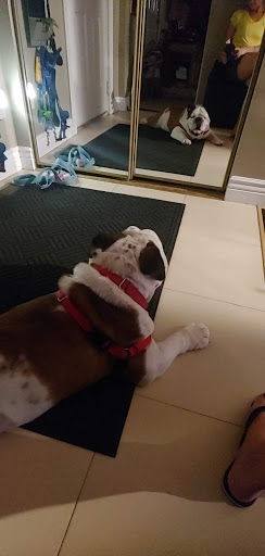 Pet Supply Store «Petco Animal Supplies», reviews and photos, 550 Providence Hwy, Dedham, MA 02026, USA