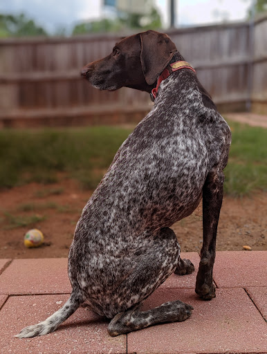 Moon Doggies Stay and Play