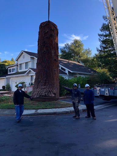 Monster Tree Service of the Coast