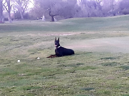 Golf Course «Campus Commons Golf Course», reviews and photos, 2 Cadillac Dr, Sacramento, CA 95825, USA