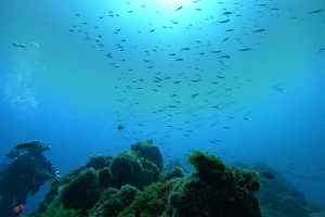Azoresdiving/Açordiving SSI/Mares Dive Center image