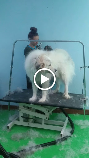 Pet Groomer «Delaware Pet Stuff», reviews and photos, 435 Dunlap St, Delaware, OH 43015, USA