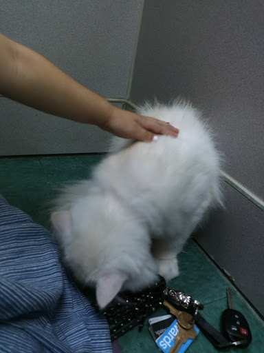 Pet Store «Petland Batavia», reviews and photos, 401 N Randall Rd, Batavia, IL 60510, USA