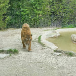 Photo n°1 de l'avis de Andrea.a fait le 07/05/2023 à 18:50 sur le  Parco Zoo Falconara Srl à Falconara Marittima