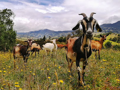 Caprinos del Bosque