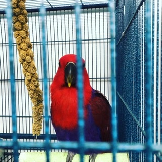 Pet Store «Birds & Beasts Pet Shop», reviews and photos, 35 Berkshire Dr # 18, Crystal Lake, IL 60014, USA