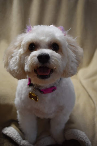 Pet Groomer «Ufuri Pet Salon», reviews and photos, 235 Huron Ave, Port Huron, MI 48060, USA