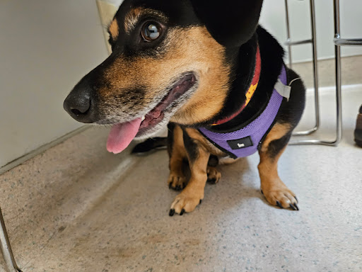 VCA Todds Lane Animal Hospital image