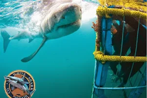 White Shark Diving Company image