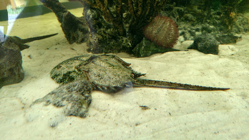 Aquarium «St. Augustine Aquarium», reviews and photos, 2045 FL-16, St Augustine, FL 32084, USA