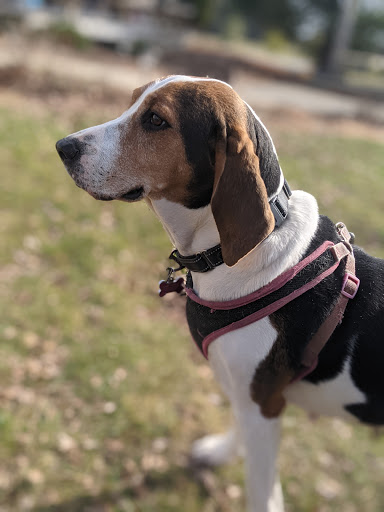 Winery «Fireside Winery», reviews and photos, 1755 P Ave, Marengo, IA 52301, USA