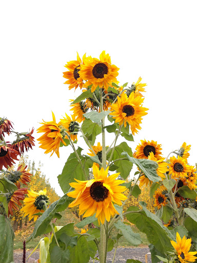 Market «E Z Orchards Farm Market», reviews and photos, 5504 Hazelgreen Rd NE, Salem, OR 97305, USA