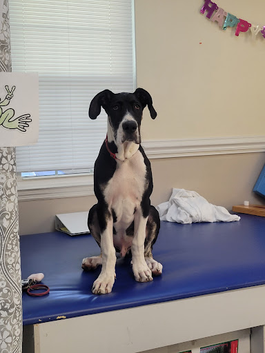 All God's Creatures Veterinary Hospital image