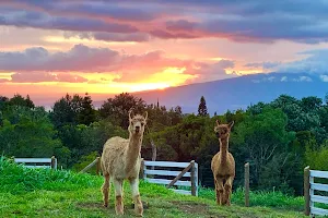 Maui Alpaca image