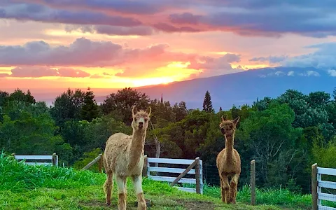 Maui Alpaca image