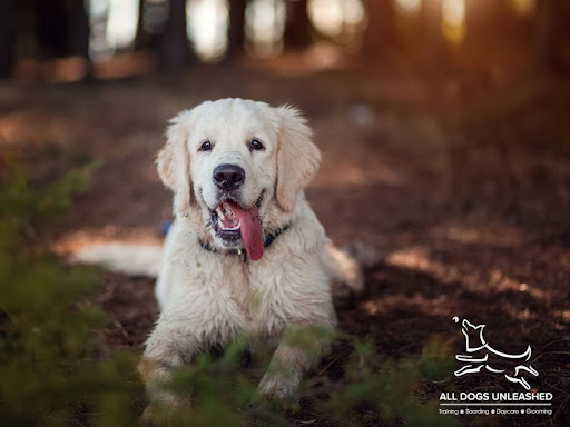 All Dogs Unleashed Dog Training - Dog trainer Des Moines, Iowa