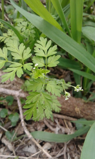 Park «Legion Disc Golf Course», reviews and photos, Boyson Trail, Marion, IA 52302, USA