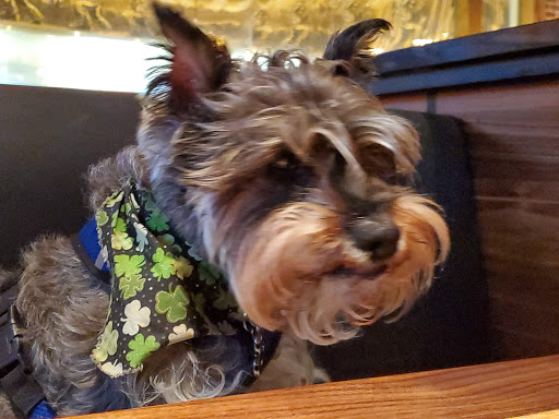 Pet Supply Store «PetSmart», reviews and photos, 45050 Northpointe Blvd, Utica, MI 48315, USA