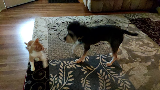 Pet Store «We Love Pets», reviews and photos, 1433 Coshocton Ave, Mt Vernon, OH 43050, USA