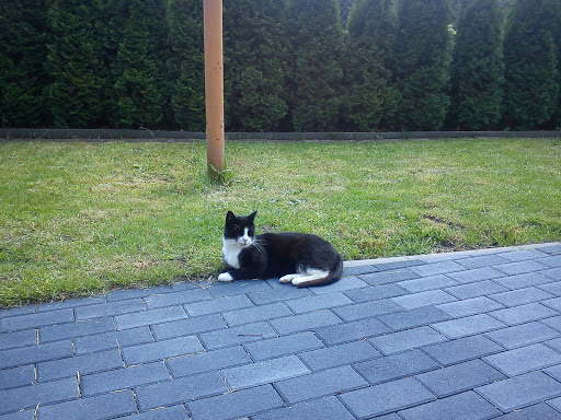 Tierarztpraxis Katja Nitsche unter Radeburg, Sachsen