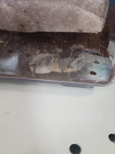 Pet Supply Store «Pet Supermarket», reviews and photos, 1040 Palm Coast Pkwy NW, Palm Coast, FL 32137, USA