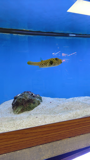 Pet Store «Odd Lot Pet Shop», reviews and photos, 7769 S Harlem Ave, Bridgeview, IL 60455, USA