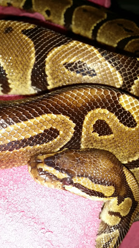 Pet Store «Exotic Pets», reviews and photos, 2410 N Decatur Blvd #160, Las Vegas, NV 89108, USA