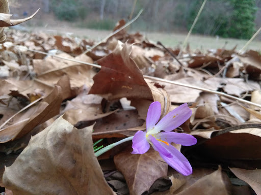Botanical Garden «Botanical Gardens At Asheville», reviews and photos, 151 W .T. Weaver Blvd, Asheville, NC 28804, USA