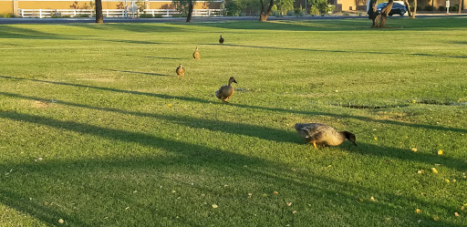 Park «Cesar Chavez Park», reviews and photos, 7858 S 35th Ave, Laveen Village, AZ 85339, USA