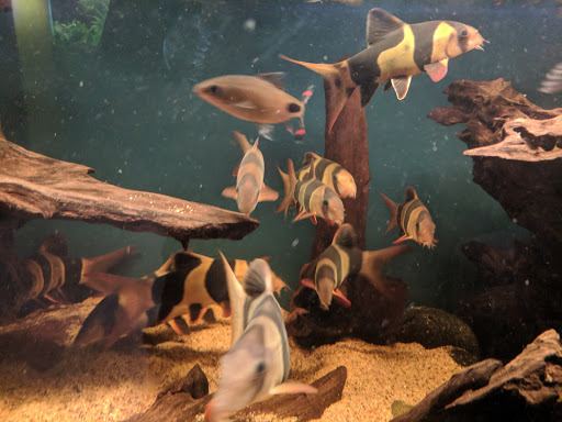 Pet Supply Store «Wet Spot Tropical Fish», reviews and photos, 4310 NE Hancock St, Portland, OR 97213, USA