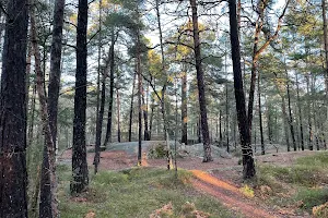 Solbergaskogen image