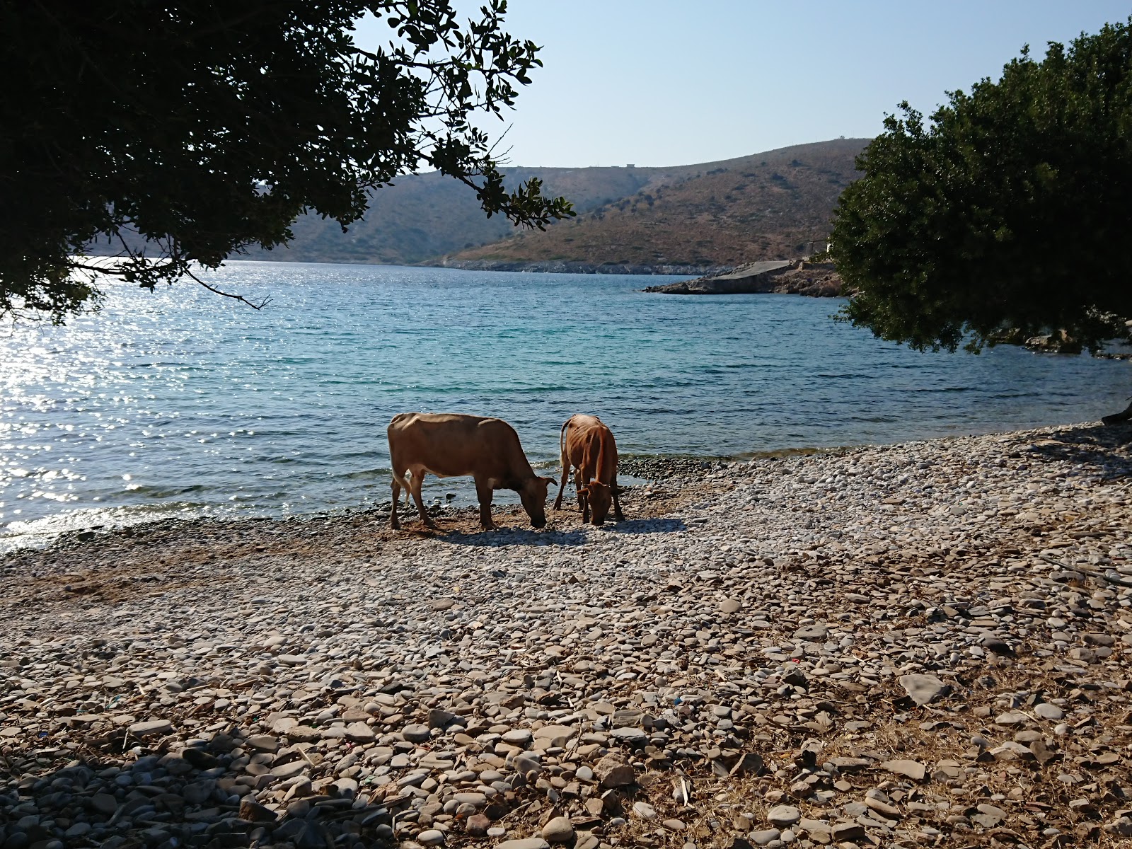 Foto de Agios Nikolaos beach - lugar popular entre os apreciadores de relaxamento