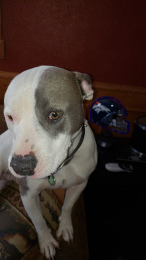 Pet Supply Store «Pet Supplies Plus», reviews and photos, 17205 S Golden Rd, Golden, CO 80401, USA