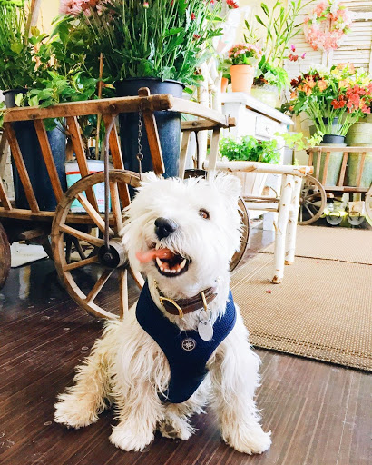 Florist «Busy Bee Florists», reviews and photos, 337 Watertown St, Newton, MA 02458, USA