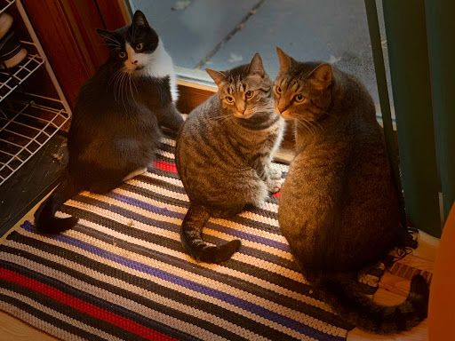 Pet Supply Store «Pet Supplies Plus», reviews and photos, 955 Co Rd E East #100, Vadnais Heights, MN 55127, USA