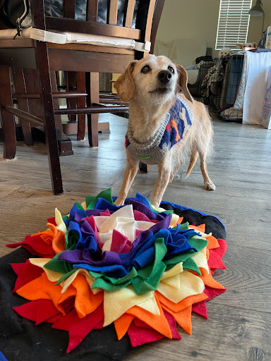 Pet Supply Store «Haute Dogs Boutique & Barkery», reviews and photos, 507 Georgia St, Vallejo, CA 94590, USA