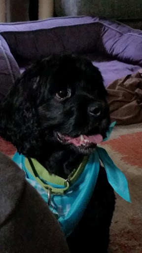 Pet Supply Store «PetSmart», reviews and photos, 5200 W Main St, Kalamazoo, MI 49009, USA