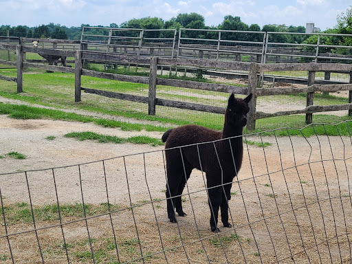 Farm «Painted Sky Alpaca Farm & Fiber Mill», reviews and photos, 95 Knight House Ln, Earleville, MD 21919, USA