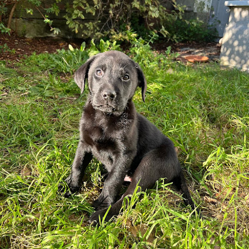 Willowtimle Labradors - Dog trainer