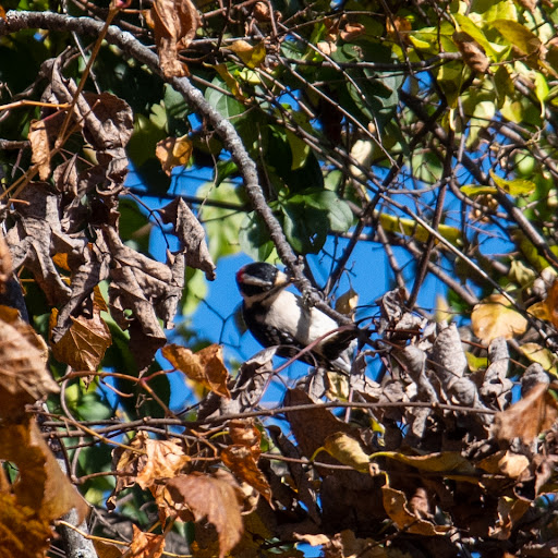 Park «Mary Cummings Park», reviews and photos, 25 Blanchard Rd, Burlington, MA 01803, USA
