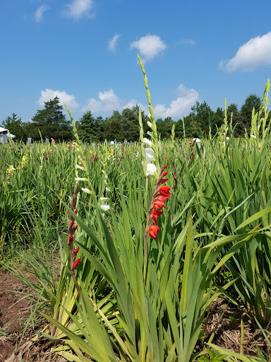 Tourist Attraction «Burnside Farms - Flower Fields», reviews and photos, 15441 Haymarket Dr, Haymarket, VA 20169, USA